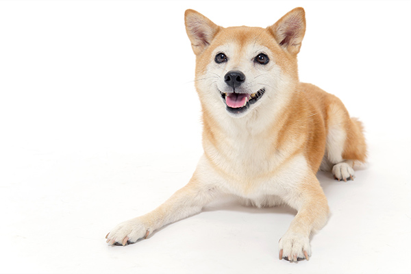 柴犬と海